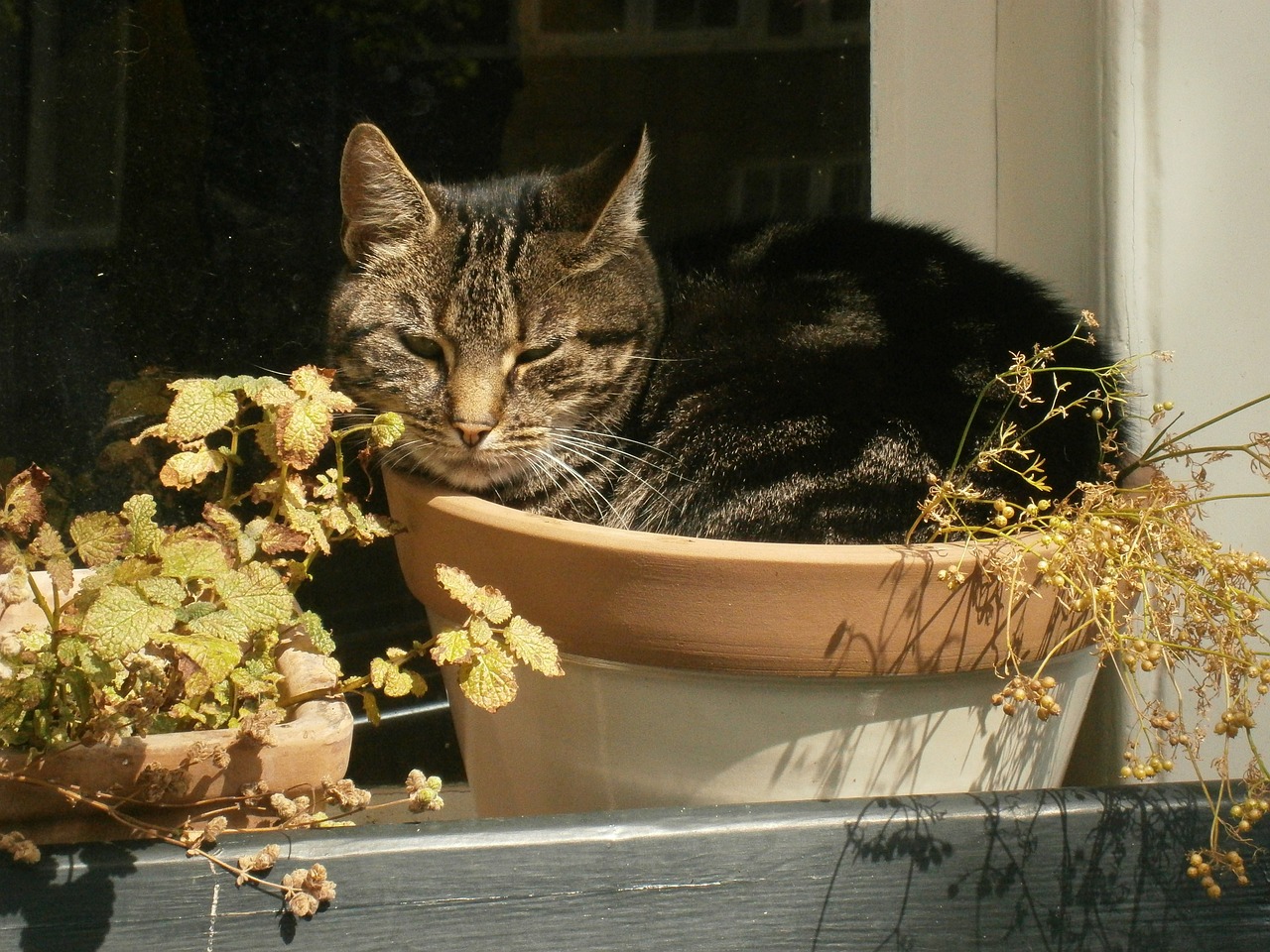 Homemade Plant Pots from Recycled Materials